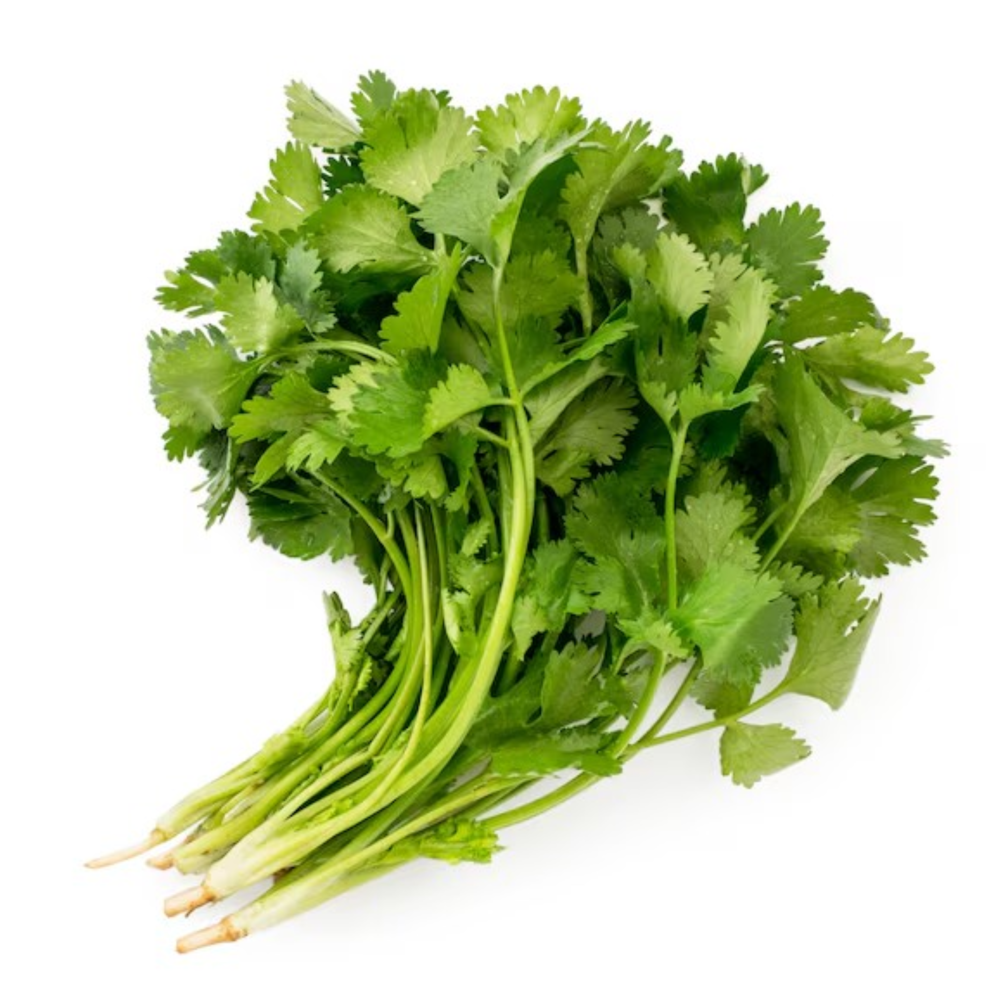 Cilantro