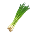 Cebolla larga