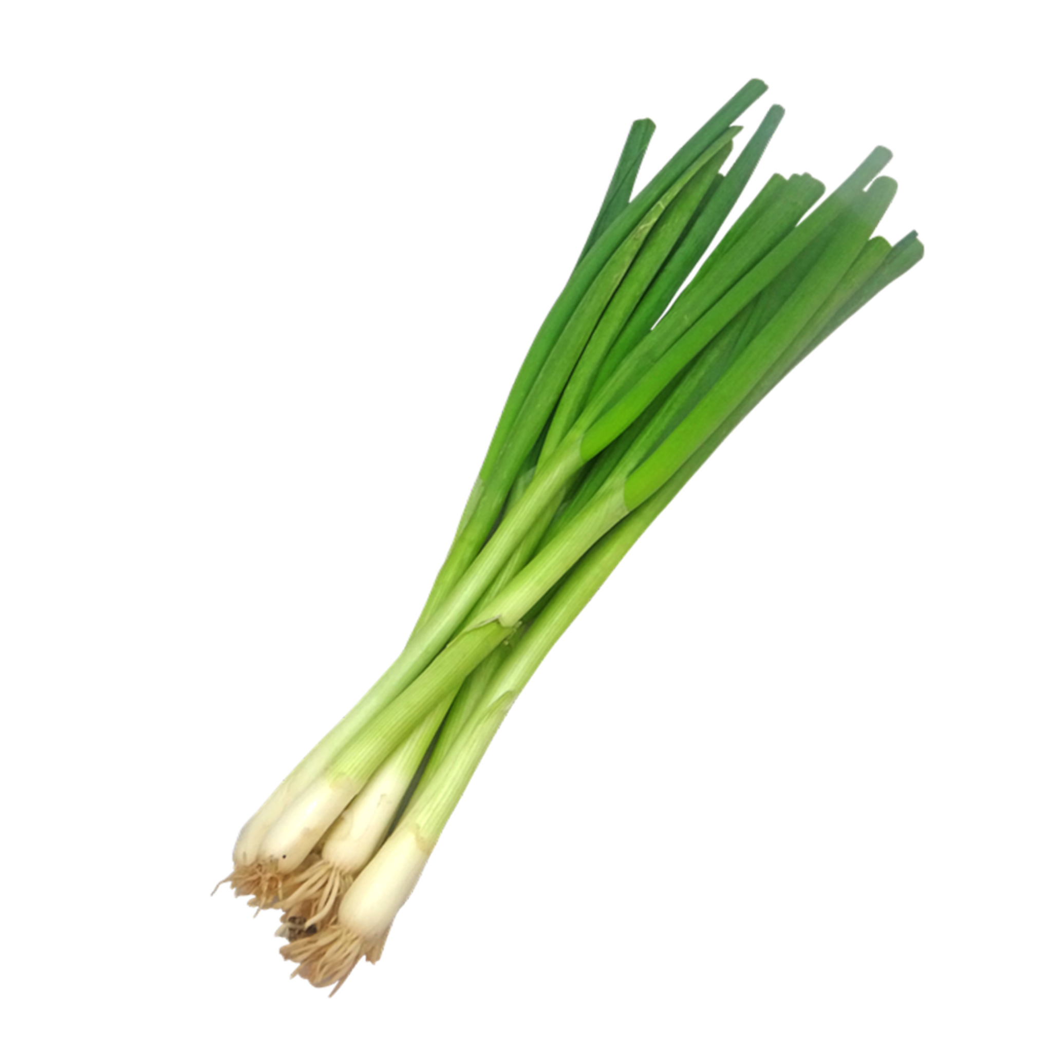 Cebolla larga